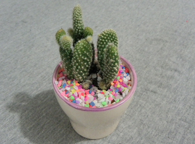 小植物