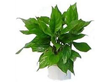 萬年青植物養(yǎng)護(hù)租賃