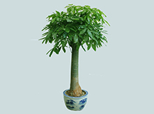 獨桿發(fā)財樹