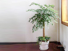 幸福樹室內(nèi)進(jìn)化空氣植物養(yǎng)護(hù)租賃