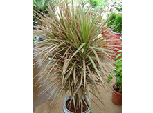 彩虹木植物養(yǎng)護
