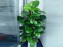 綠蘿植物進(jìn)化空氣