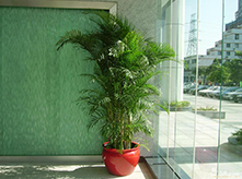 散尾葵養(yǎng)護(hù)