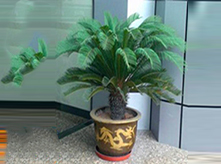 鐵樹
