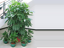 植物養(yǎng)護(hù)盆景租賃