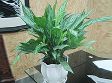 銀皇后植物