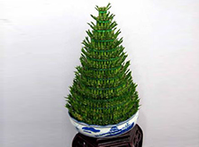 節(jié)節(jié)高室內(nèi)植物