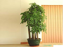 大發(fā)財(cái)樹植物養(yǎng)護(hù)租賃