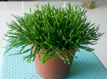 防輻射多肉植物