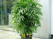 耐凍植物棕竹
