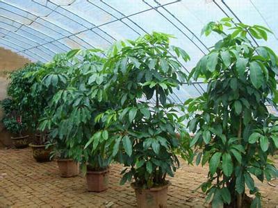 植物養(yǎng)護租賃搖錢樹